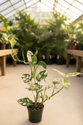 Monstera Adansonii Albo