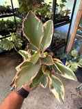 Peperomia Ginny 4”