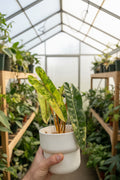 Philodendron Billietiae Variegated