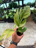 Epipremnum Pinnatum Mint 4”