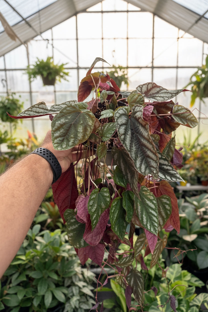 Begonia Cissus Discolor 6”