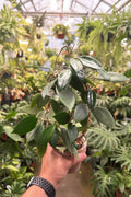Hoya Verticillata Mother