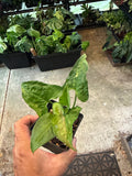 Syngonium Eclipse 4”