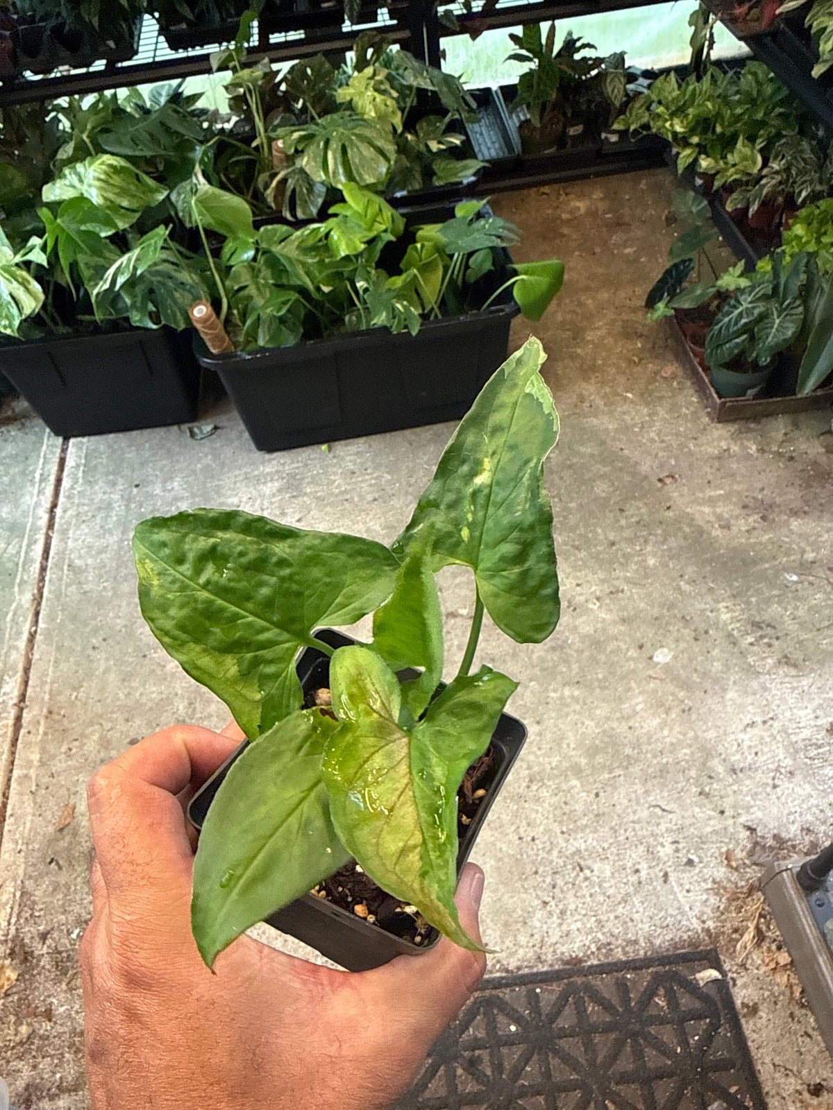 Syngonium Eclipse 4”