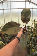 Philodendron Black Cardinal 4”