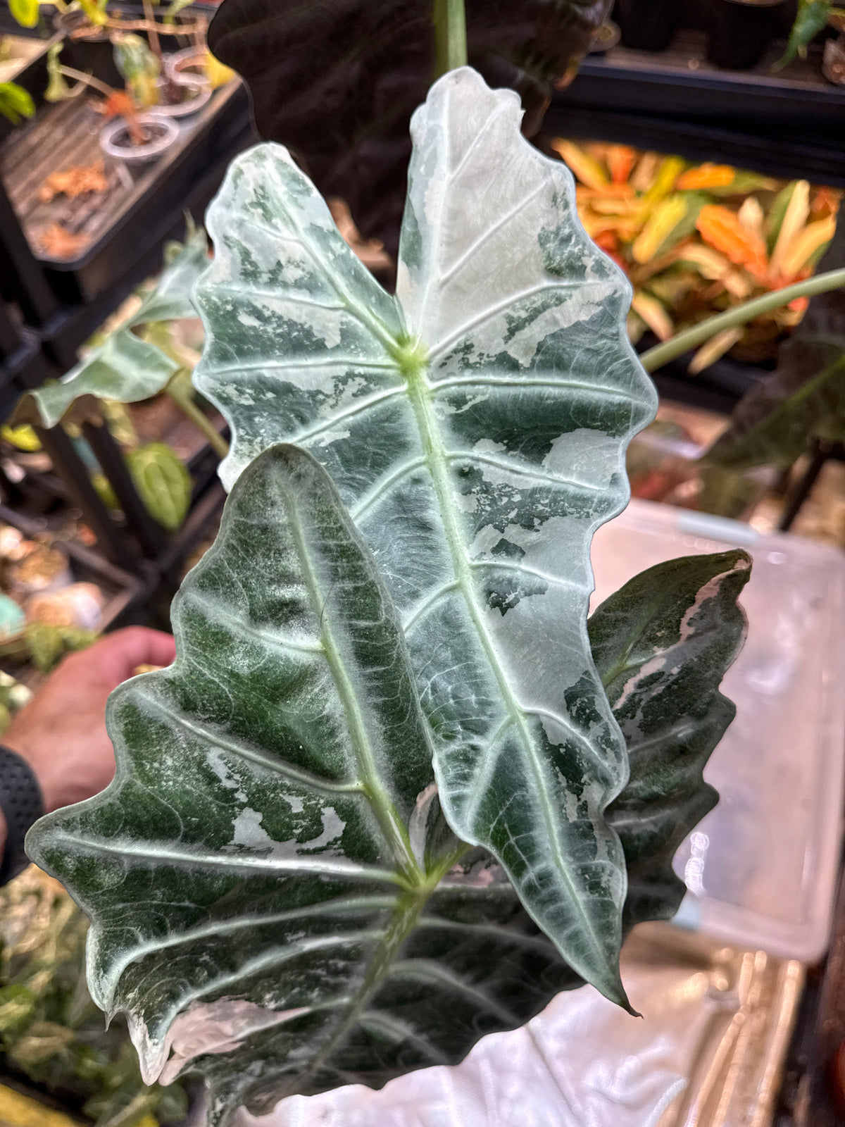 Alocasia Pink Polly 8” Mother