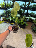 Philodendron Jose Buono 6”
