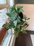 Scindapsus Tricolor Dark Manalak Mother