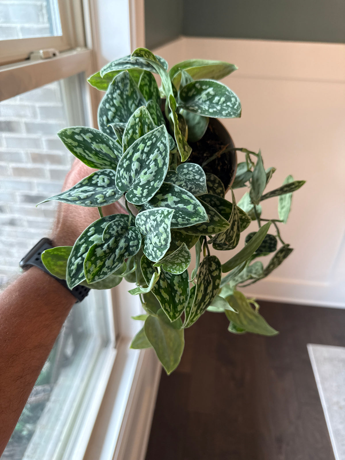 Scindapsus Tricolor Dark Manalak Mother