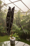 Alocasia Longiloba Purple Mother