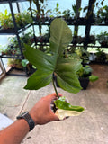 Philodendron Golden Dragon Variegated 4”