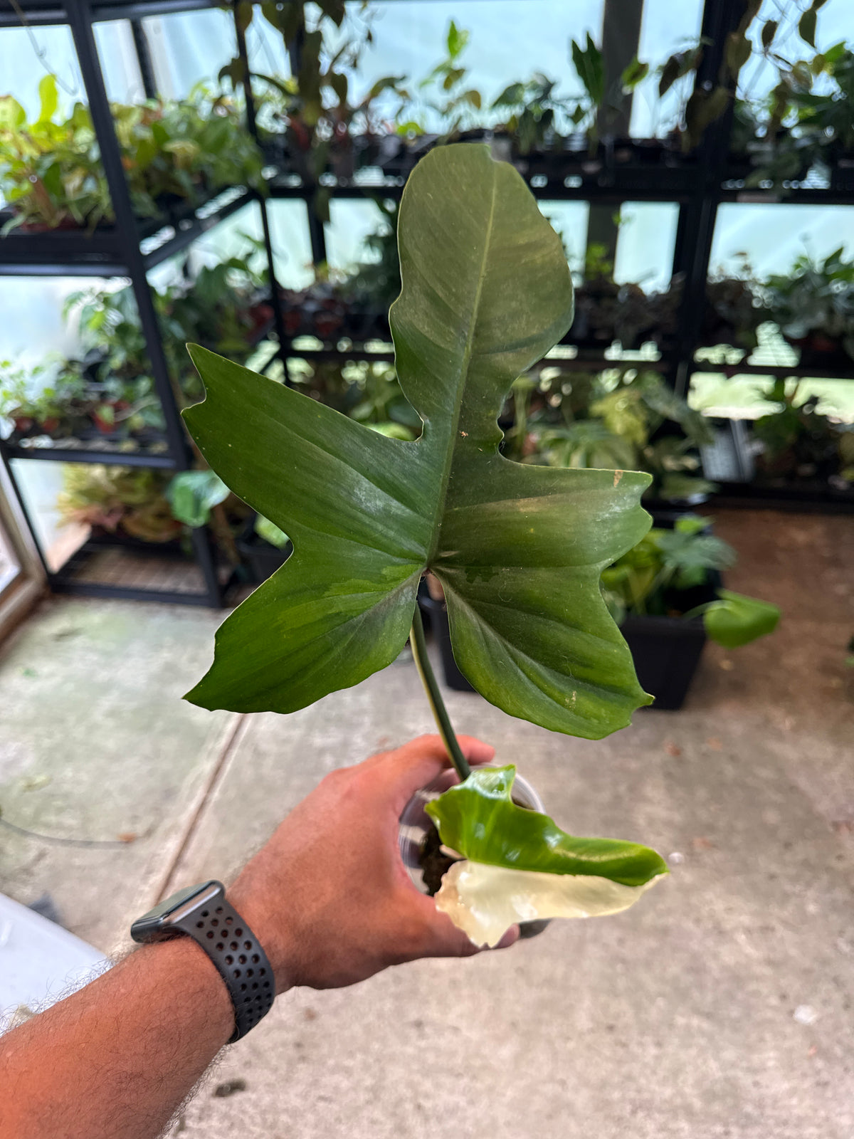 Philodendron Golden Dragon Variegated 4”