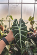 Alocasia Polly Variegated