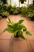 Epipremnum Golden Pothos 4"