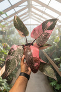 Philodendron Pink Princess Marble Galaxy 6”