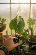 Monstera Thai Con 3”