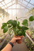 Hoya Verticillata Splash Mother