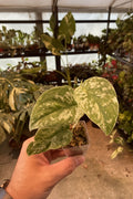 Scindapsus Argy Albo Permata