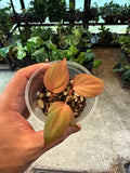 Philodendron Micans 'Pink Ferrari'