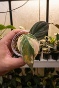 Philodendron Micans 'Pink Ferrari'