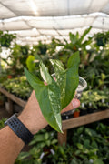 Syngonium Albo 3”