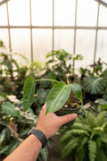 Philodendron Spiritus Sancti 4"