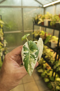 Alocasia Maharani Albo 2”