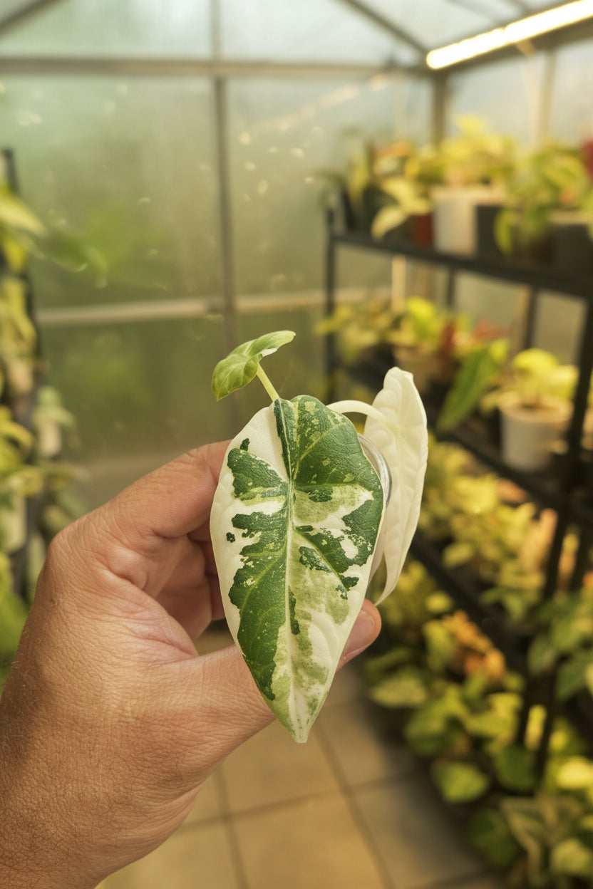 Alocasia Maharani Albo 2”