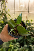 Hoya Sunrise