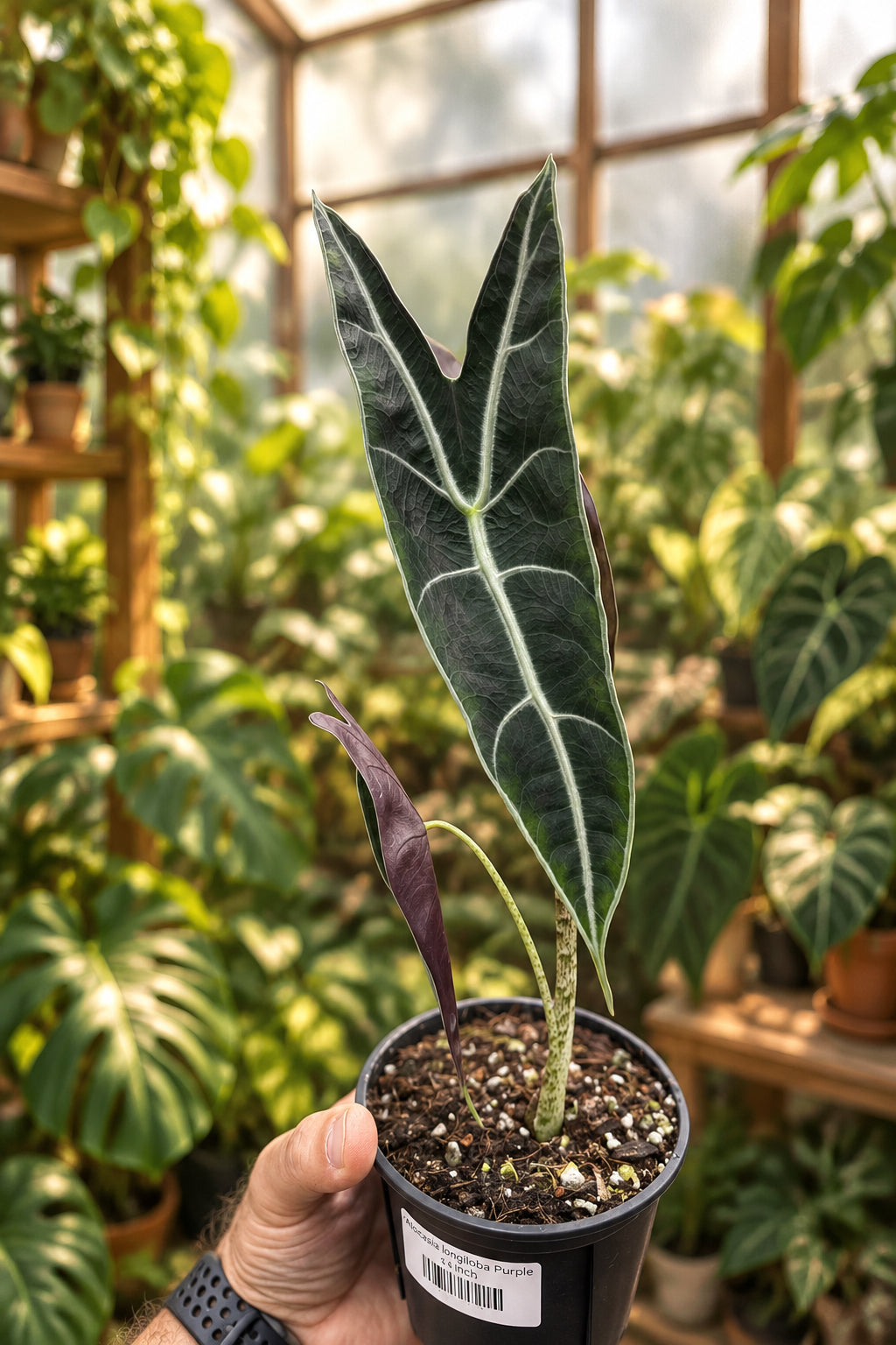 Alocasia Longiloba Purple Mother