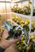Alocasia Pink Bambino