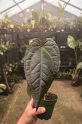 Anthurium Tezula Ace of Spades