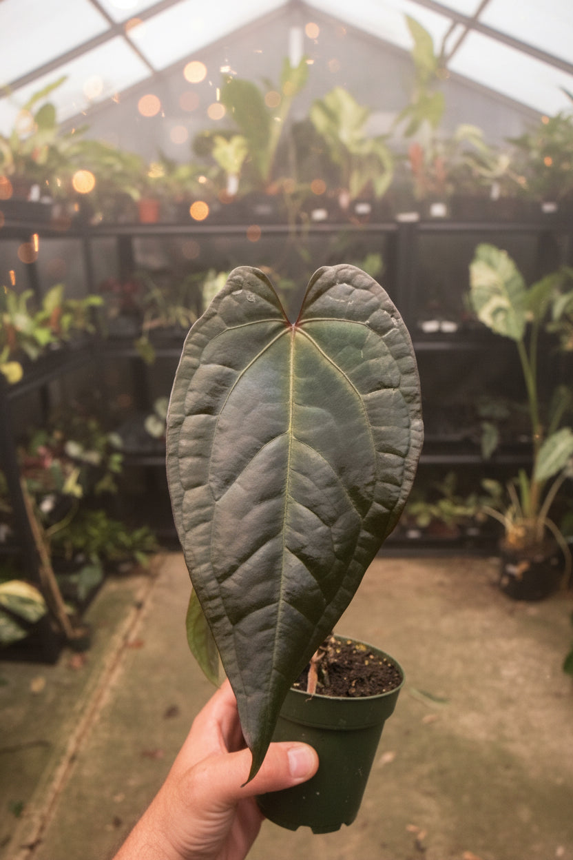 Anthurium Tezula Ace of Spades