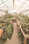 Alocasia Polly Pink Mint 4”