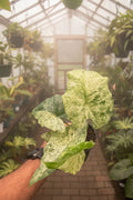 Alocasia Blizzard Batik 4"