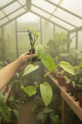 Monstera Laniata Variegated