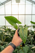 Syngonium Green