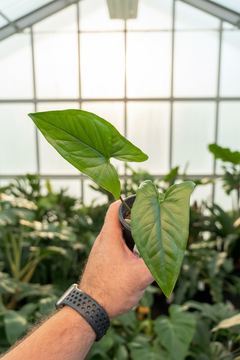 Syngonium Green