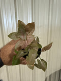 Syngonium Pink Allusion 4”