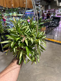 Hoya Kentiana Variegated 8” HB Mother