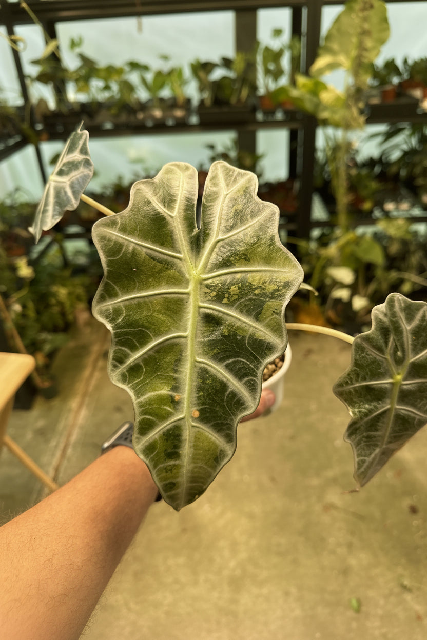 Alocasia Sanderiana Bull Aurea 4"