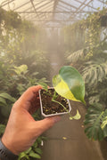Monstera Marylin Large Form 30