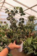 Hoya Nummularioides Mother