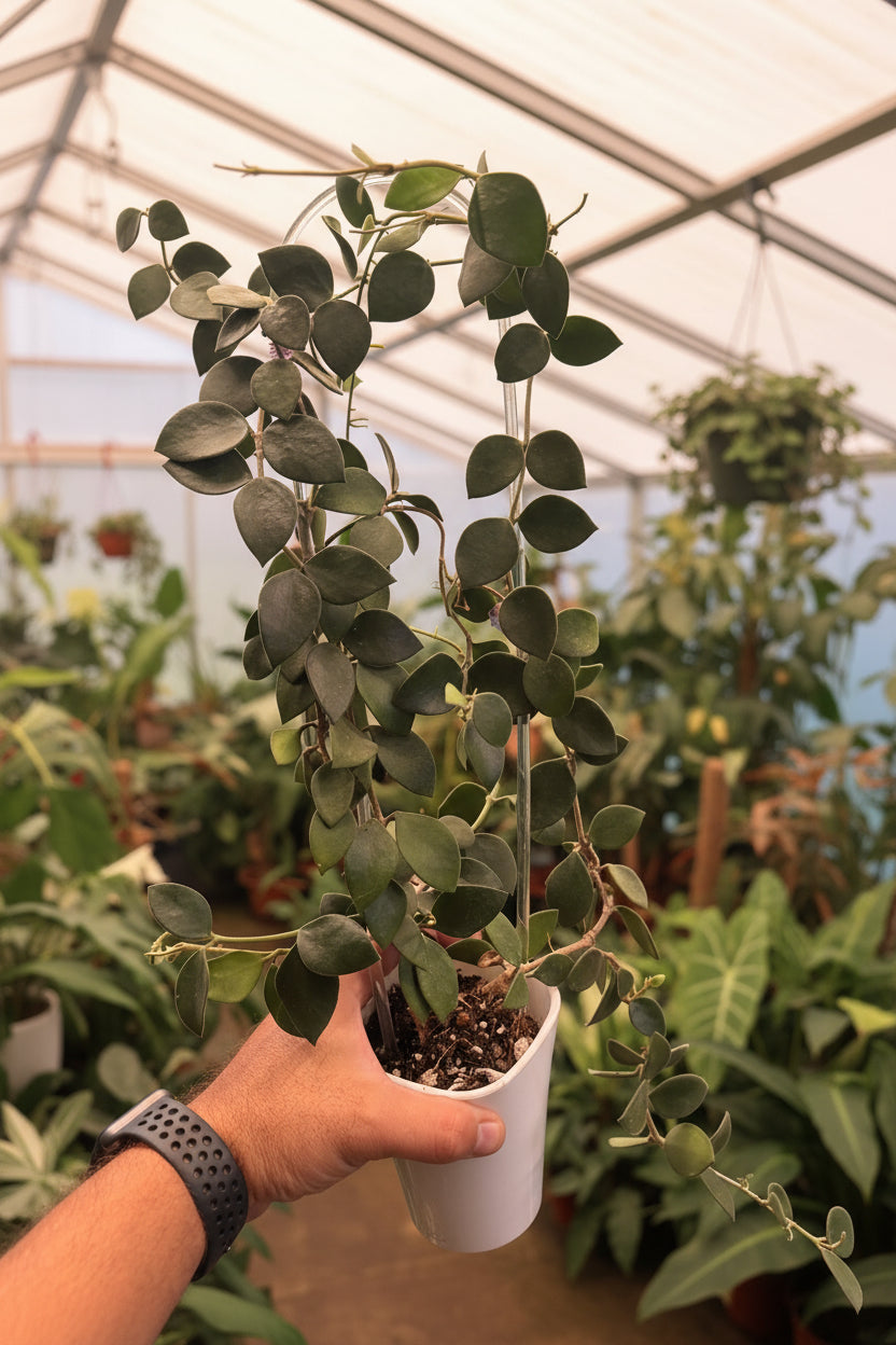 Hoya Nummularioides Mother