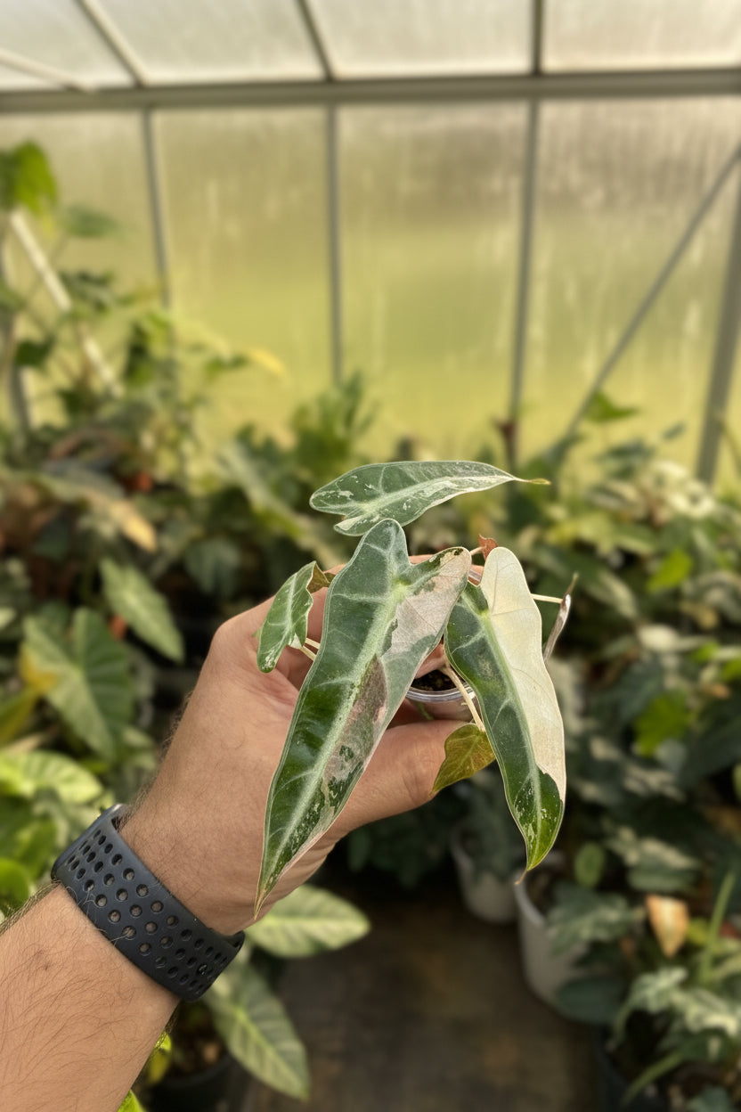 Alocasia Pink Bambino 2”