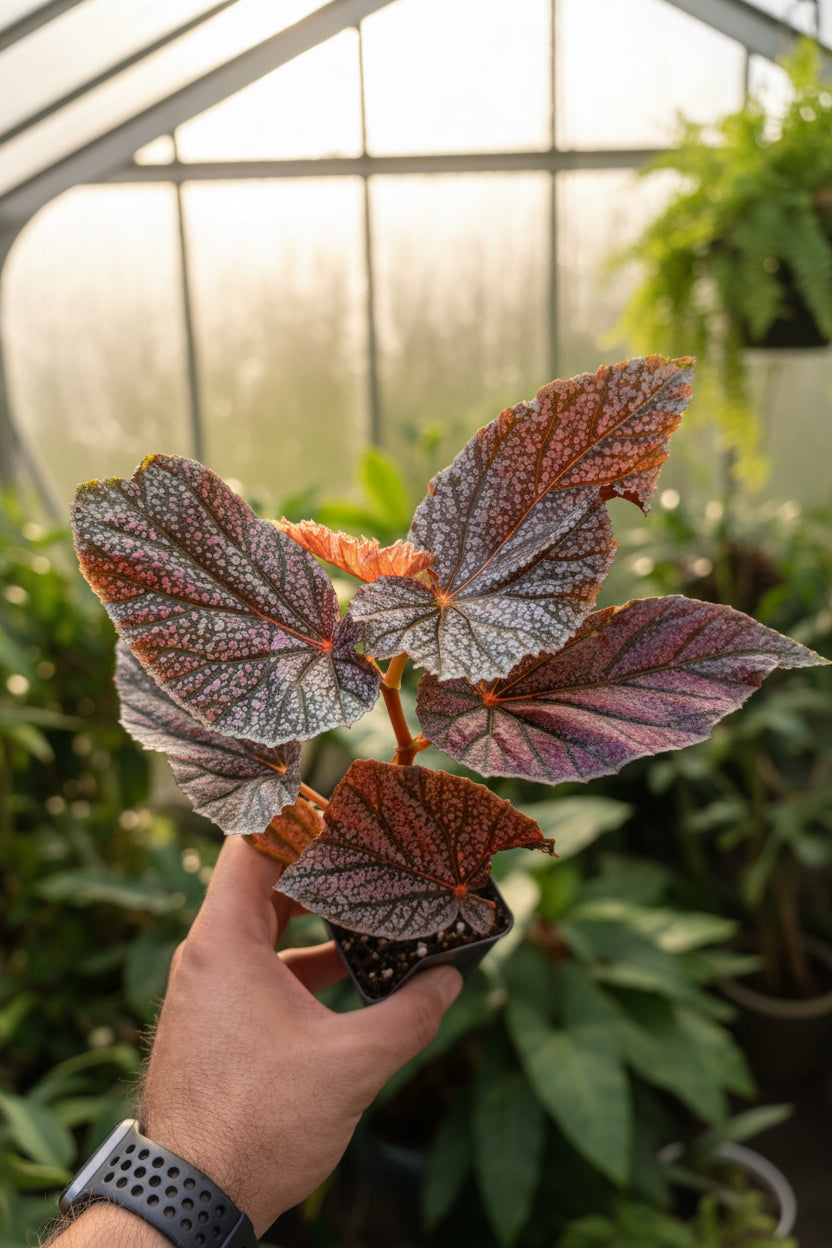 Begonia Miss Muffy