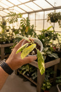 Epipremnum Giganteum Tricolor