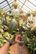 Philodendron Royal Queen 4"