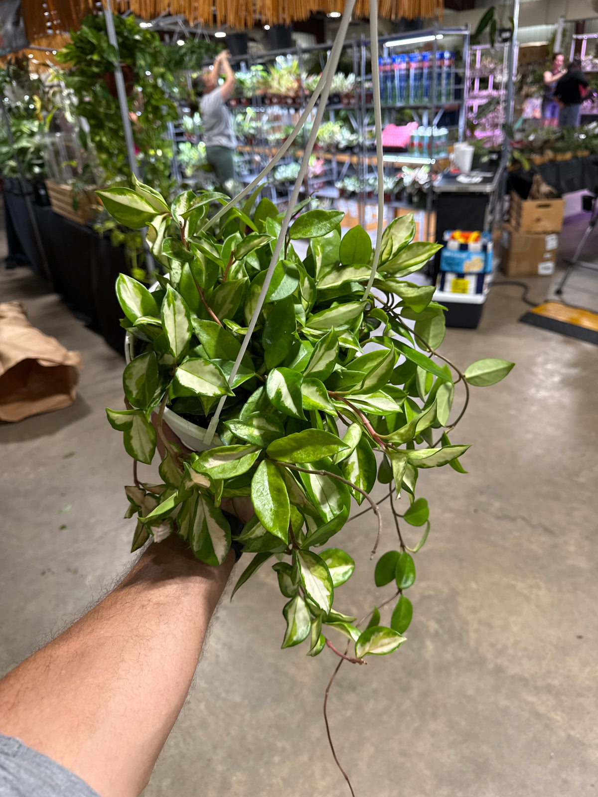 Hoya Carnosa Tricolor 8” HB Mother