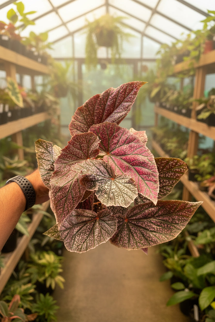 Begonia ‘Maurice Amey’